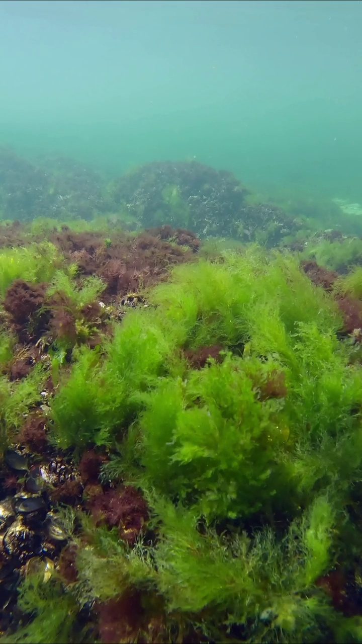 布满绿藻、海莴苣(Ulva maeotica)和褐藻(Cystoseira barbata)视频素材