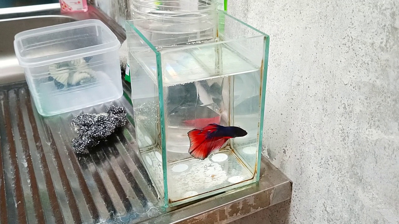 水族鱼塘视频素材