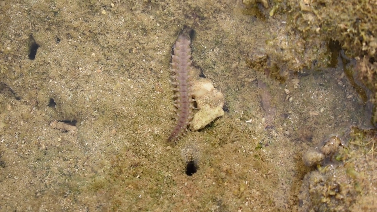 海虫，环虫目，门，海中视频下载