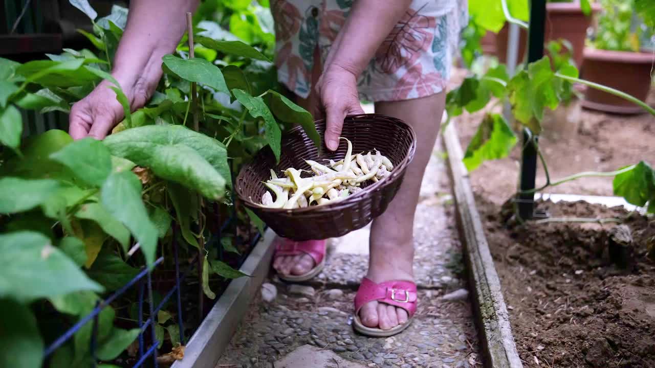 从我的生物花园里采摘成熟的蔬菜视频素材