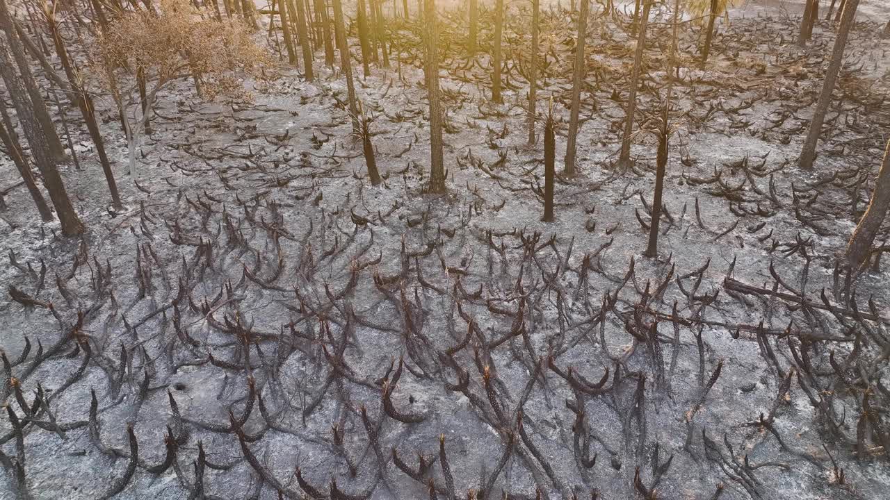 野火摧毁了佛罗里达的丛林森林，烧焦的死植被被烧毁。被摧毁的森林地面覆盖着一层灰。自然灾害概念视频素材