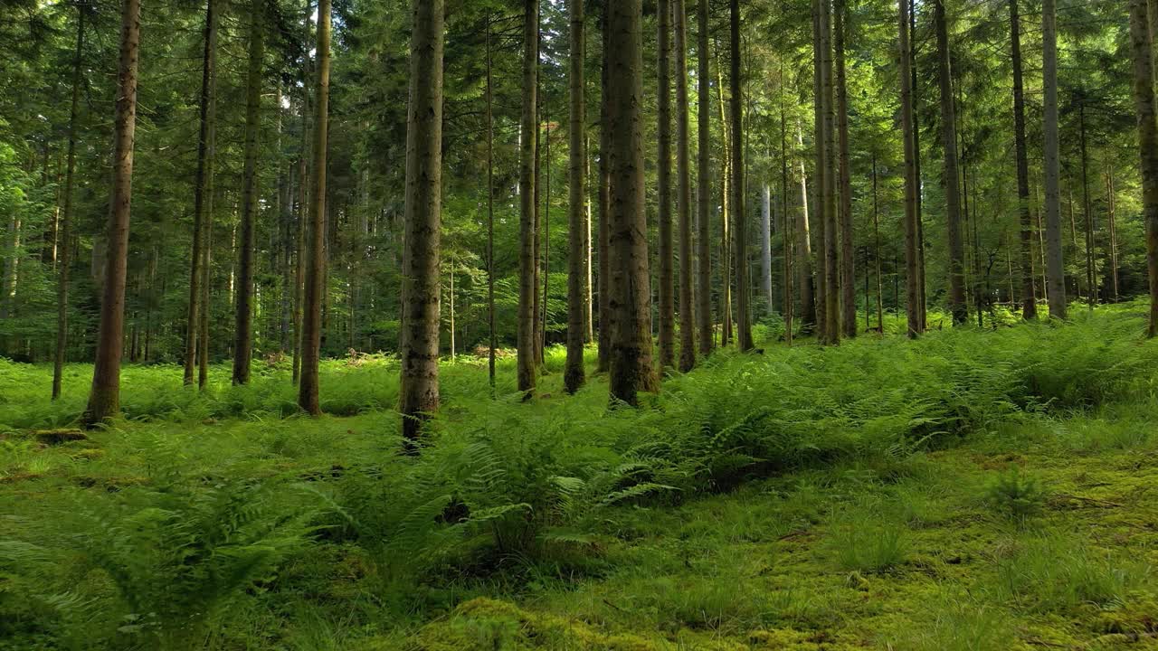 被针叶树和阳光包围的绿色苔藓林地。视频素材