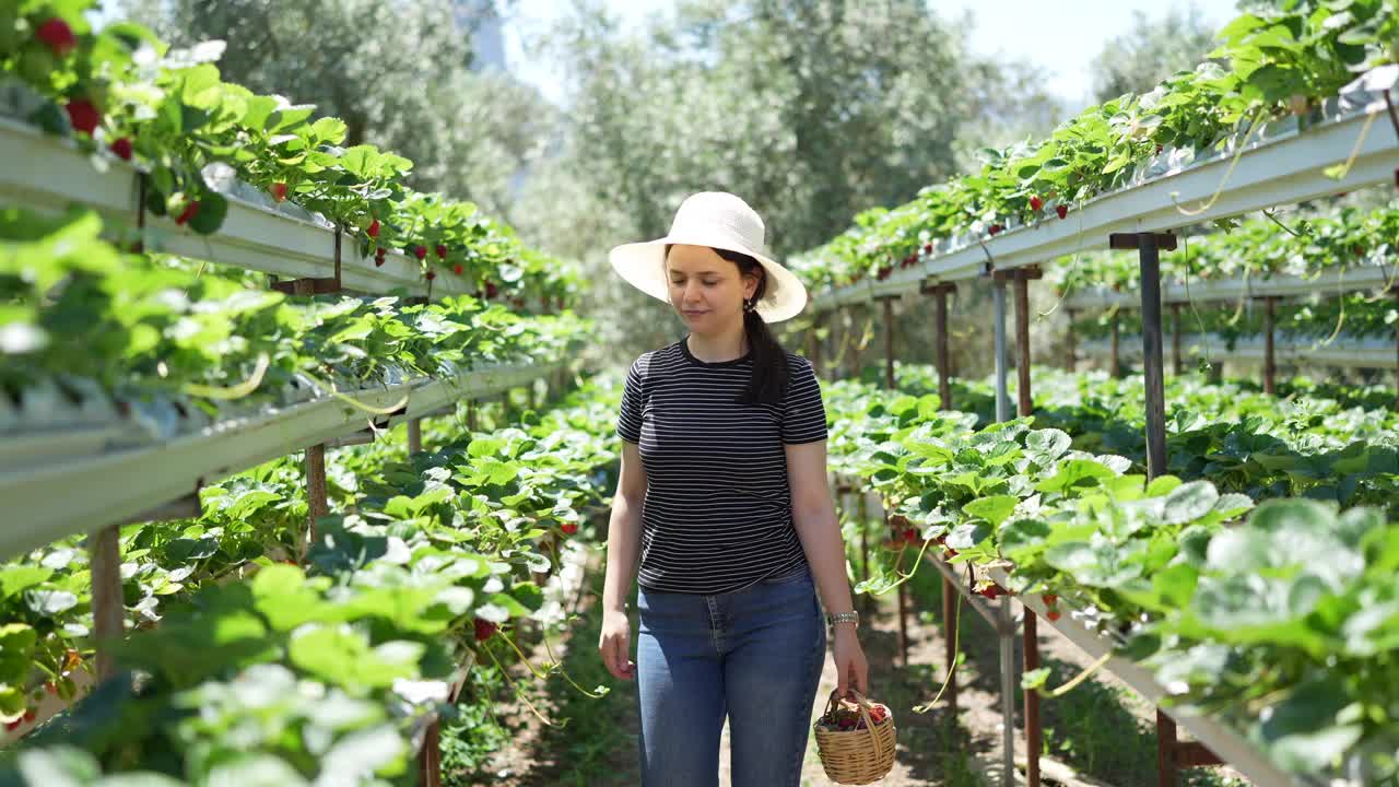 女工在温室里摘草莓视频素材