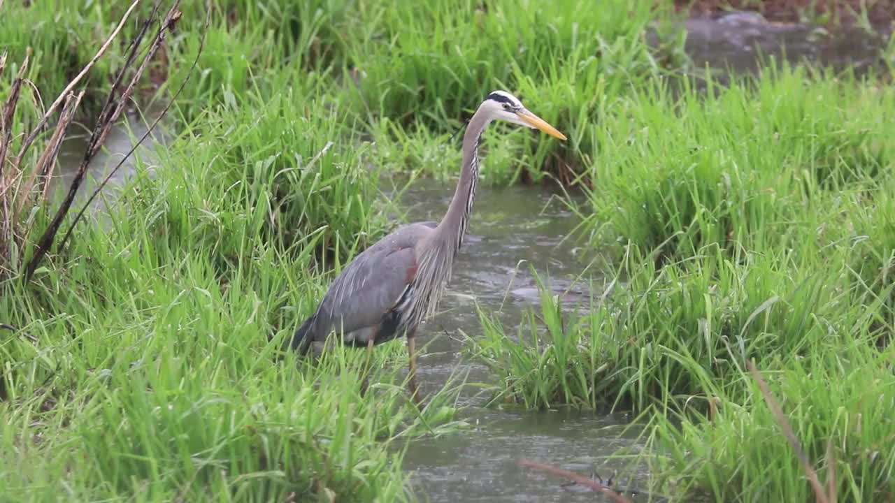 大蓝鹭和鲤鱼视频素材