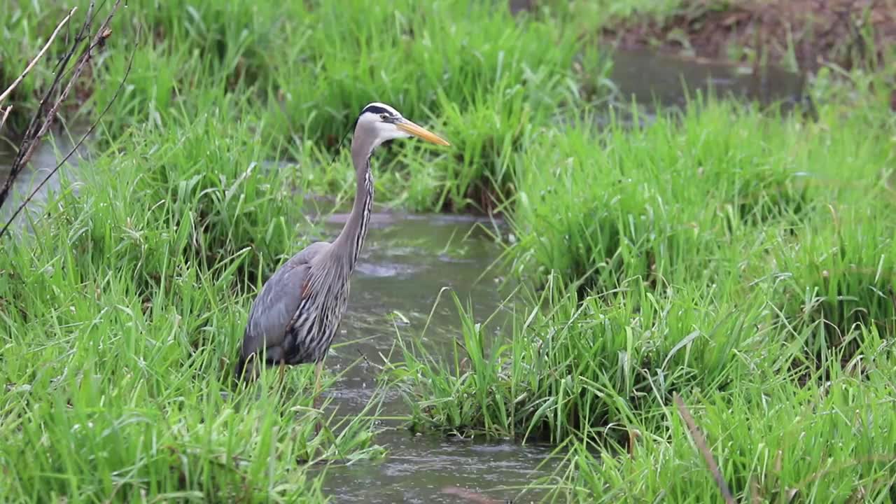 大蓝鹭捕鱼视频素材