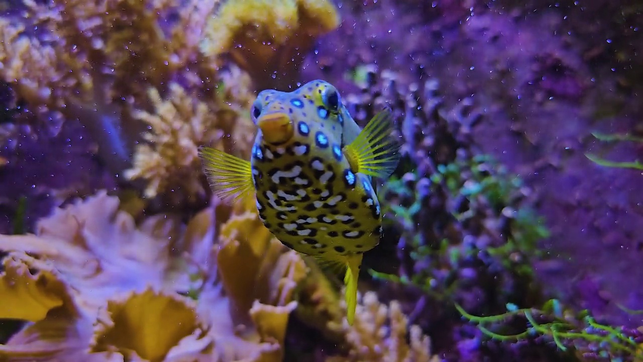 河豚宝宝的特写视频素材