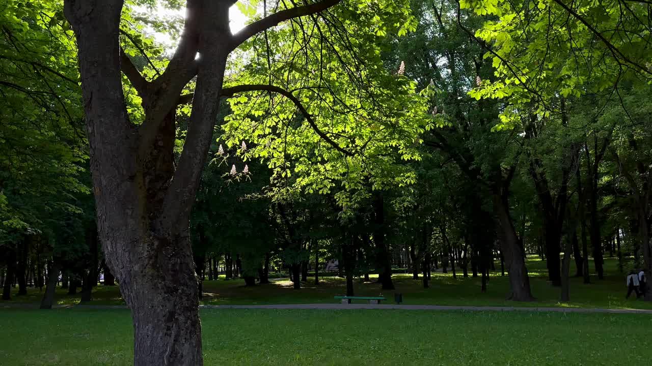 公园里的绿树和树叶间的阳光。宁静祥和的风景视频素材