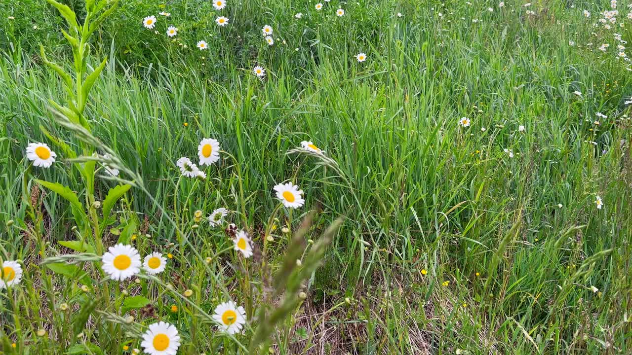 大自然中的草地、甘菊草地、田野和木屋视频素材