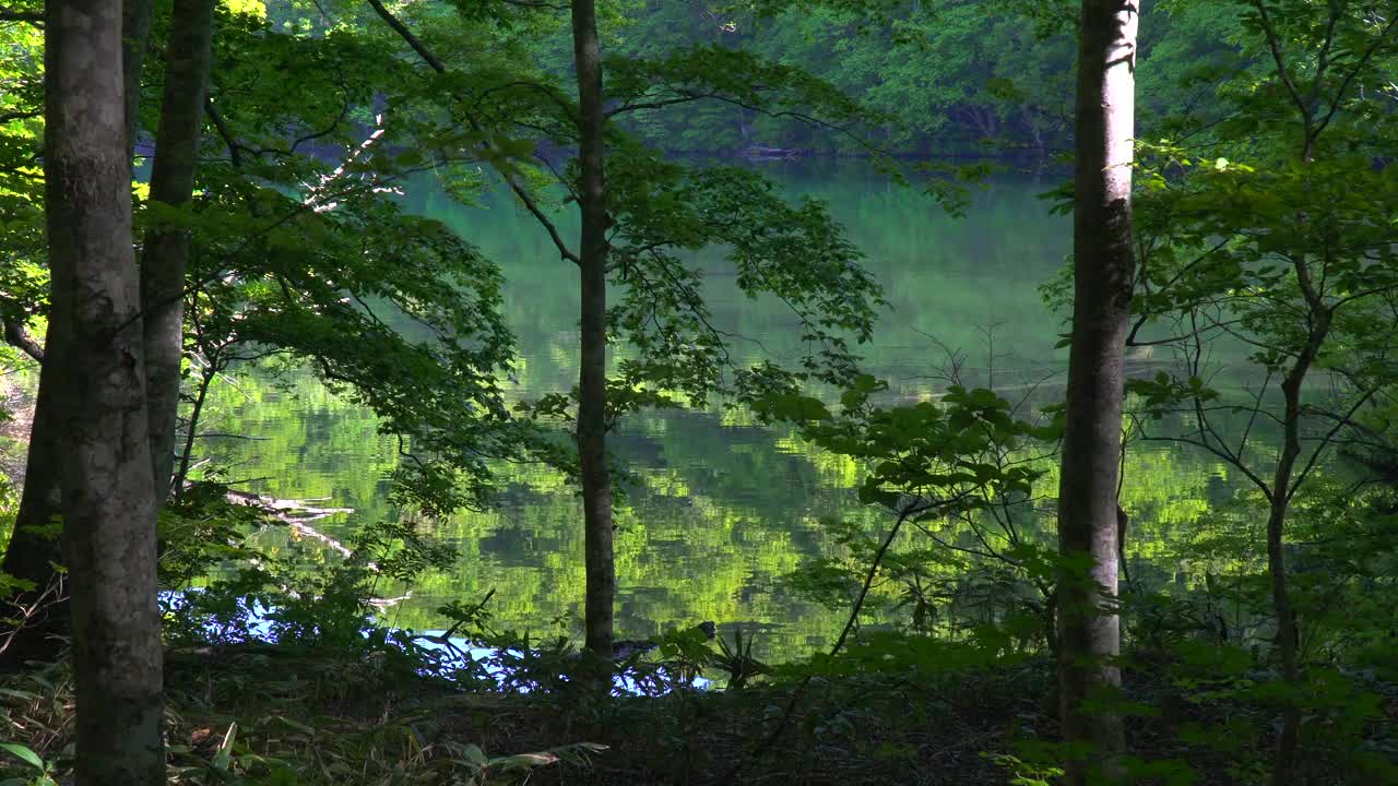 青森的津沼池塘/透过新鲜的绿树看到的蓝色池塘视频素材