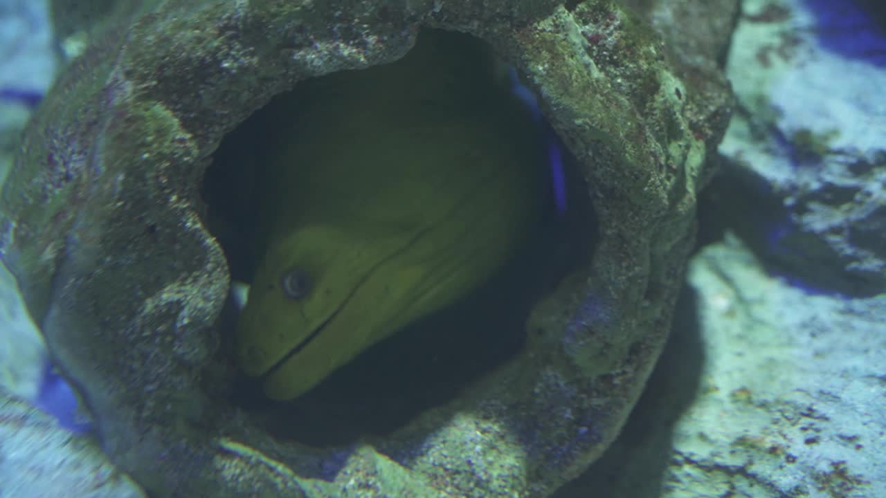 巨型海鳗是一种大型鳗鱼视频素材