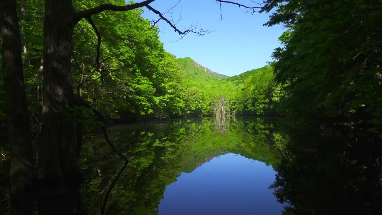 长沼池塘，清新的绿色植物反射在水面上。/青森津田温泉视频素材