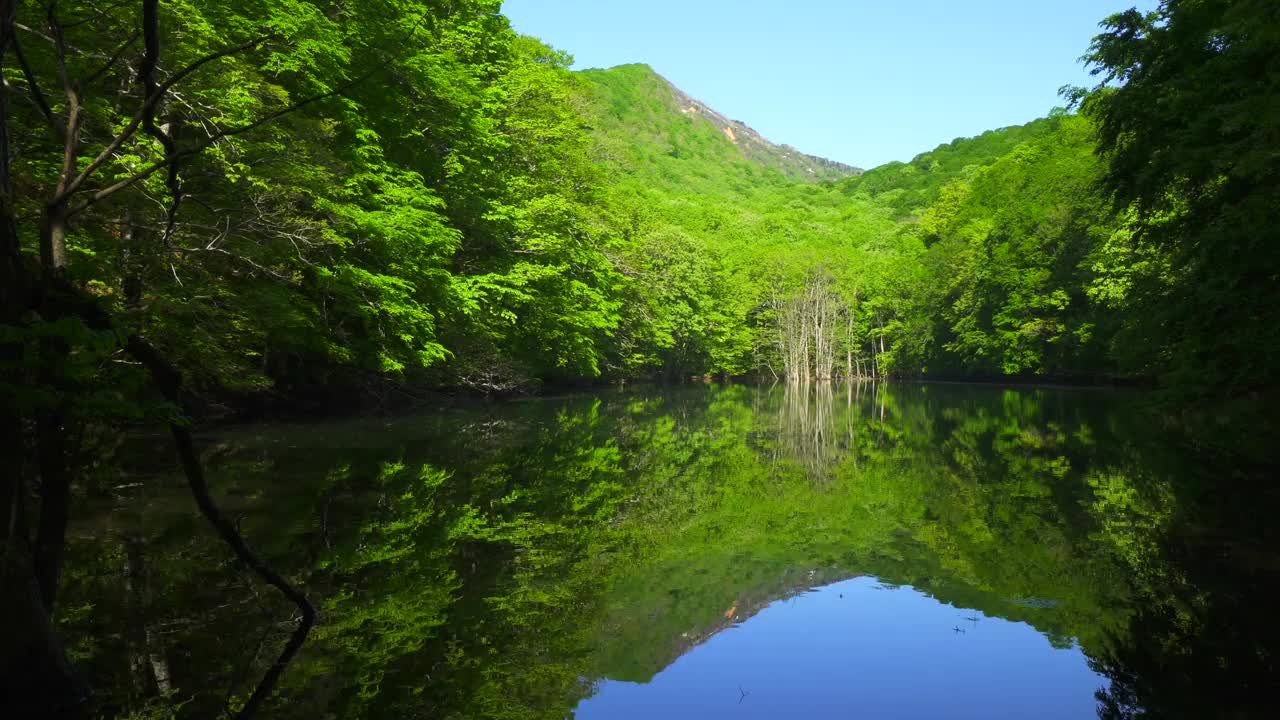 长沼池塘，清新的绿色植物反射在水面上。/青森津田温泉视频素材