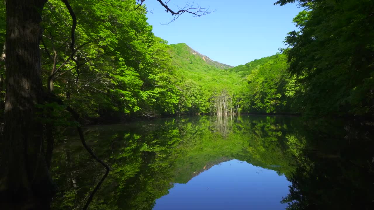 长沼池塘，清新的绿色植物反射在水面上。/青森津田温泉视频素材