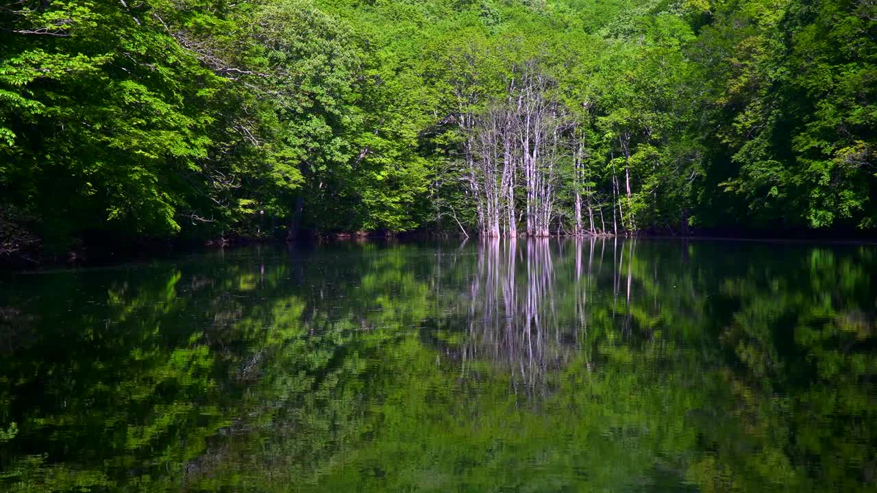 长沼池塘，清新的绿色植物反射在水面上。/青森津田温泉视频素材