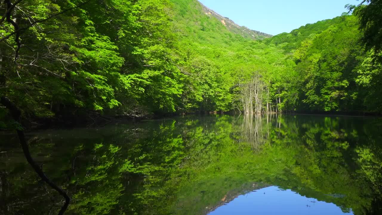 长沼池塘，清新的绿色植物反射在水面上。/青森津田温泉视频素材