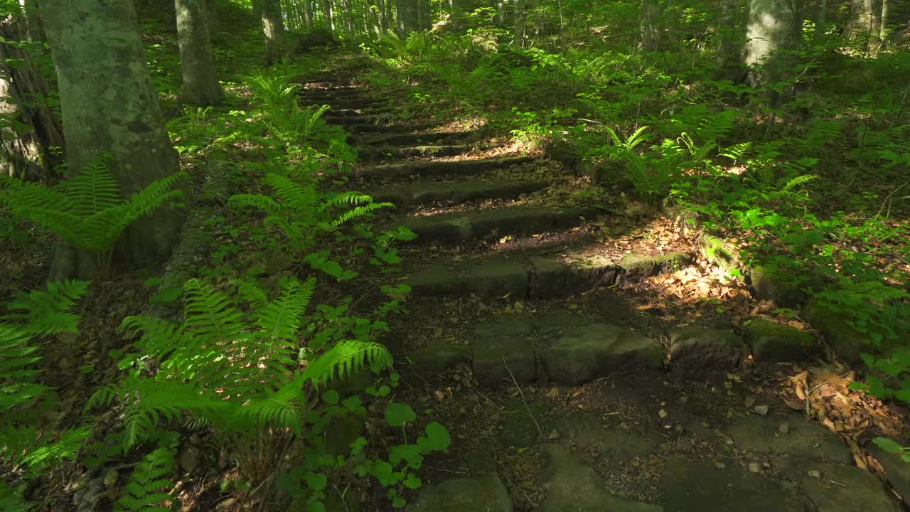 青森翠绿山毛榉林中步道上的楼梯/津田娜娜努马视频素材