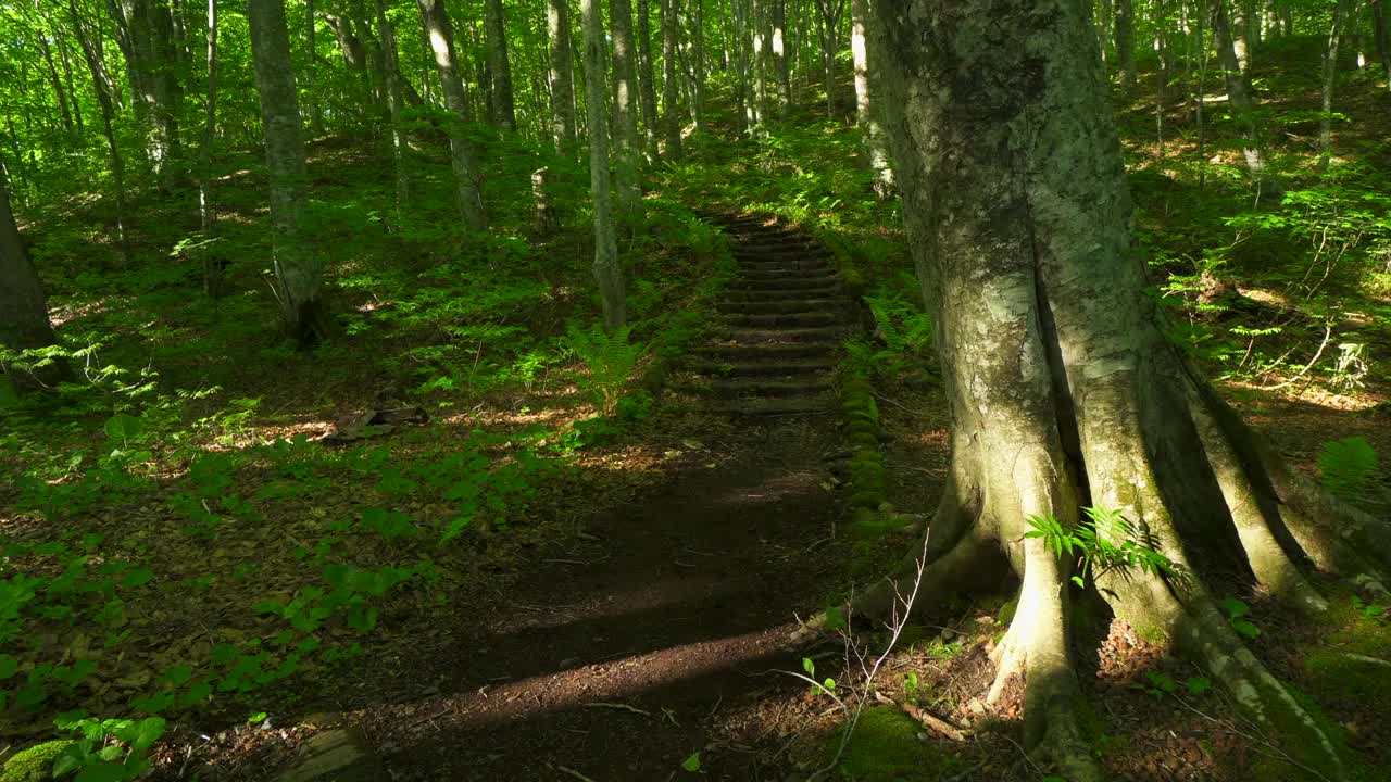 青森翠绿山毛榉林中步道上的楼梯/津田娜娜努马视频素材