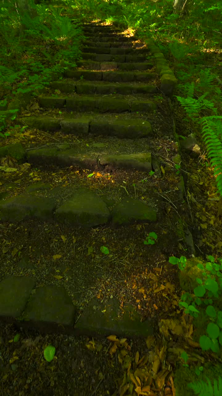 青森翠绿山毛榉林中步道上的楼梯/津田娜娜努马视频素材