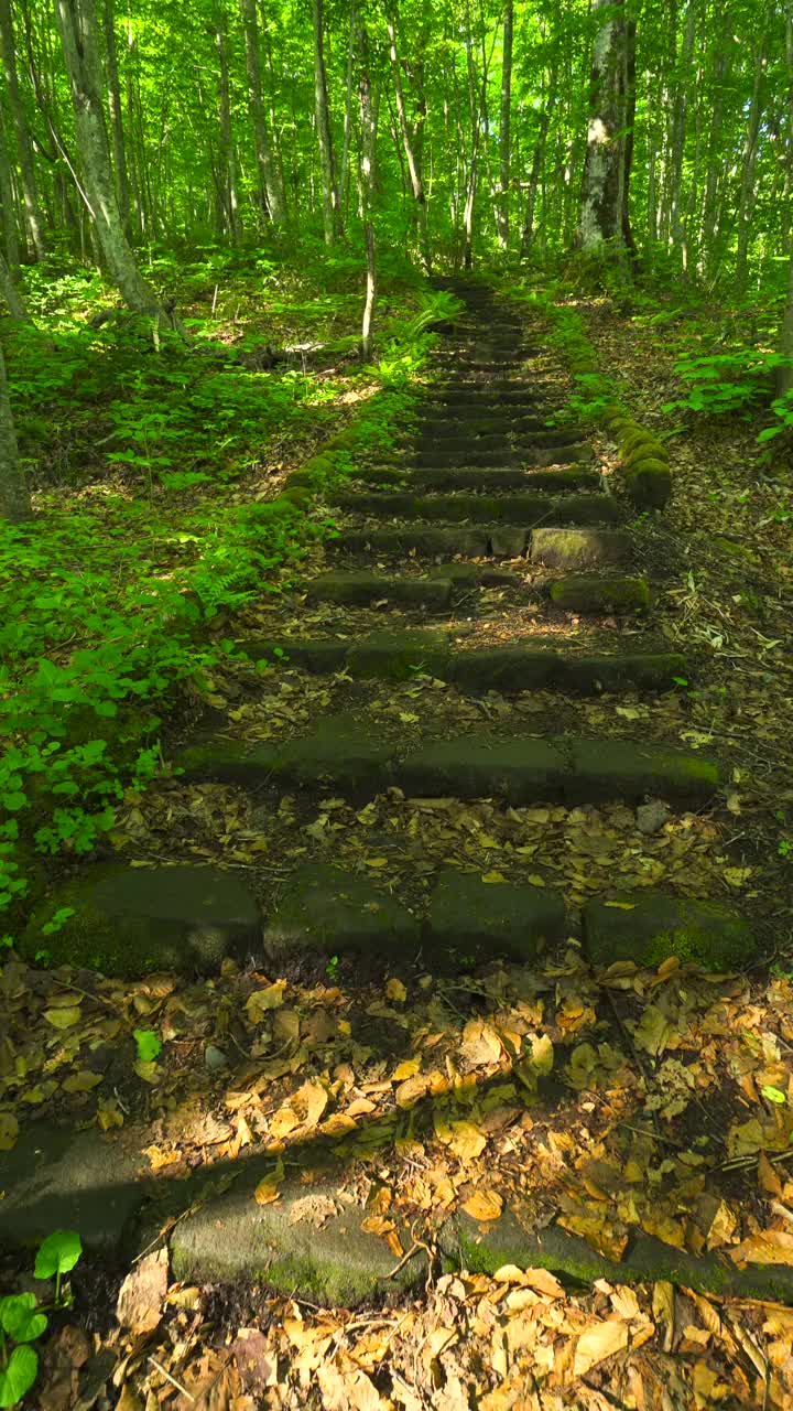 青森翠绿山毛榉林中步道上的楼梯/津田娜娜努马视频素材