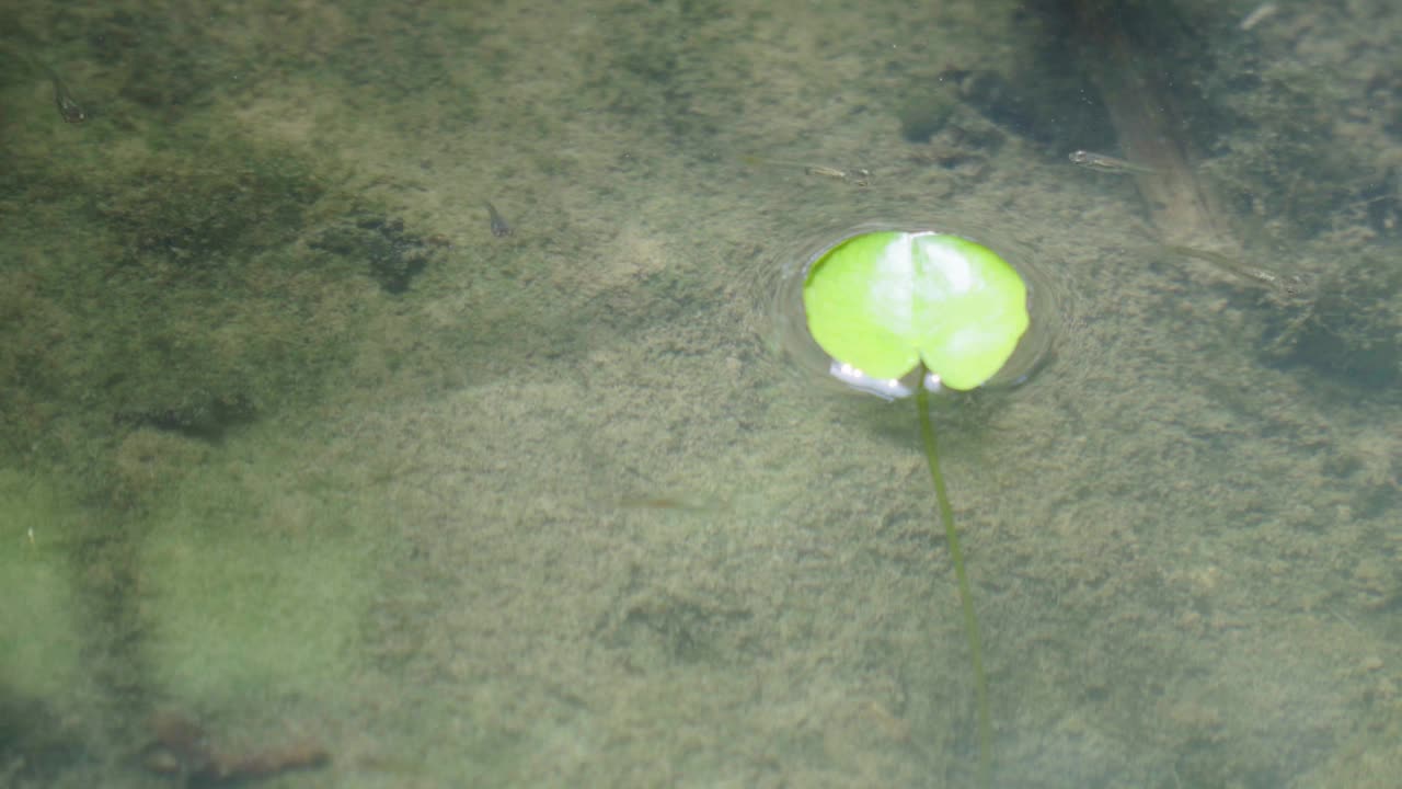 给池塘里的鱼喂食物视频素材