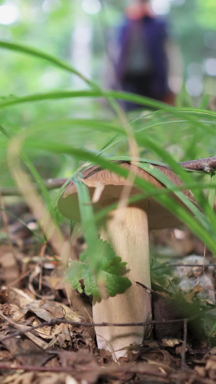 一个穿着靴子的年轻女子在森林里采蘑菇。篮子和蘑菇特写。垂直视频。视频素材