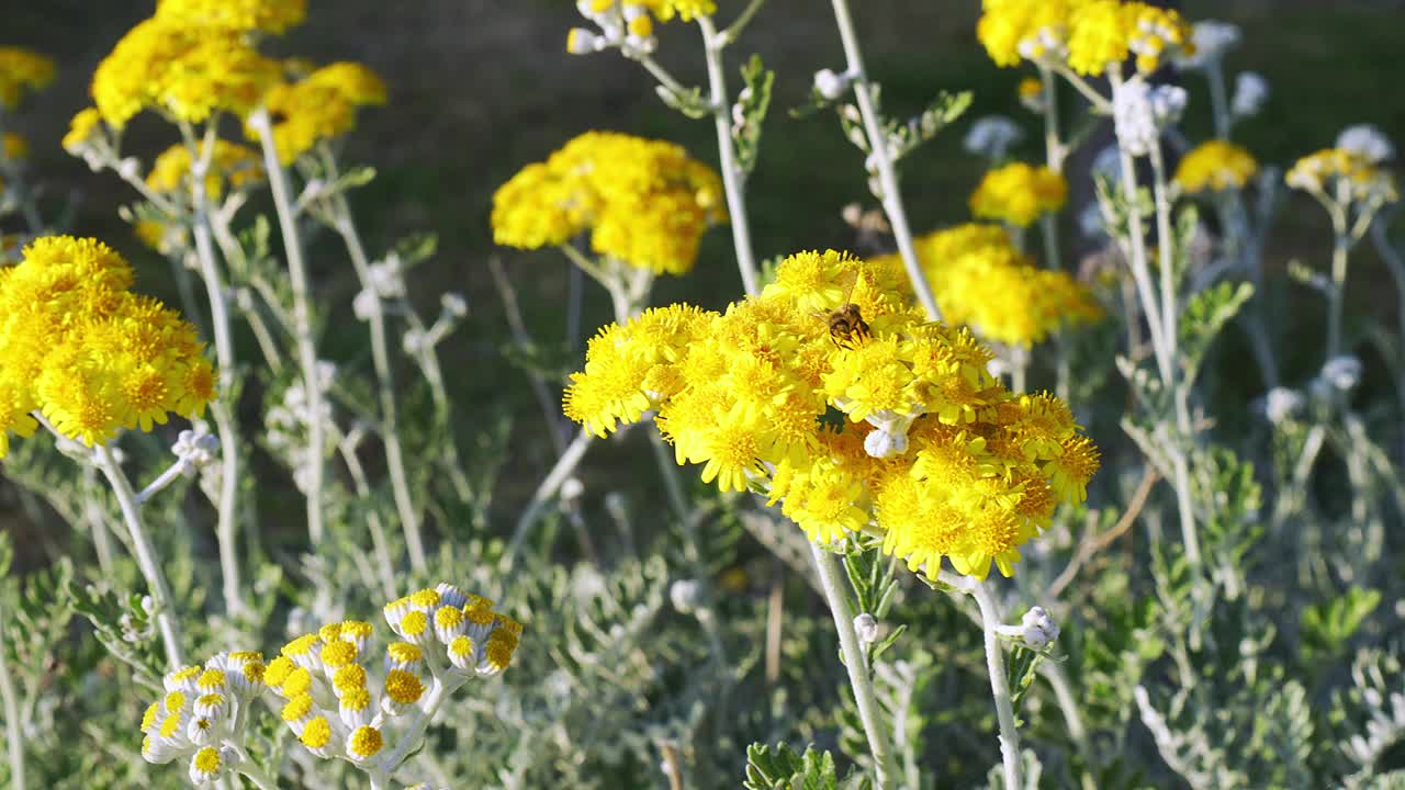 蜜蜂给黄花授粉视频下载