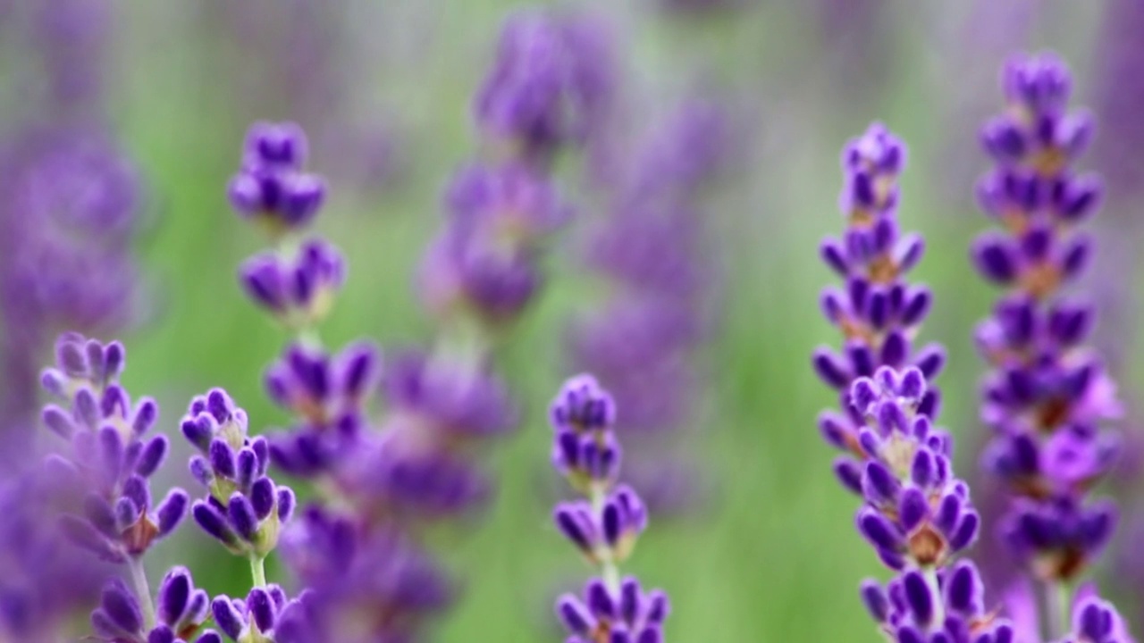 春天美丽的薰衣草田，紫色的花朵盛开，像飞行的大黄蜂一样的昆虫带着法国普罗旺斯农业的香味和紫罗兰盛开的园艺视频素材