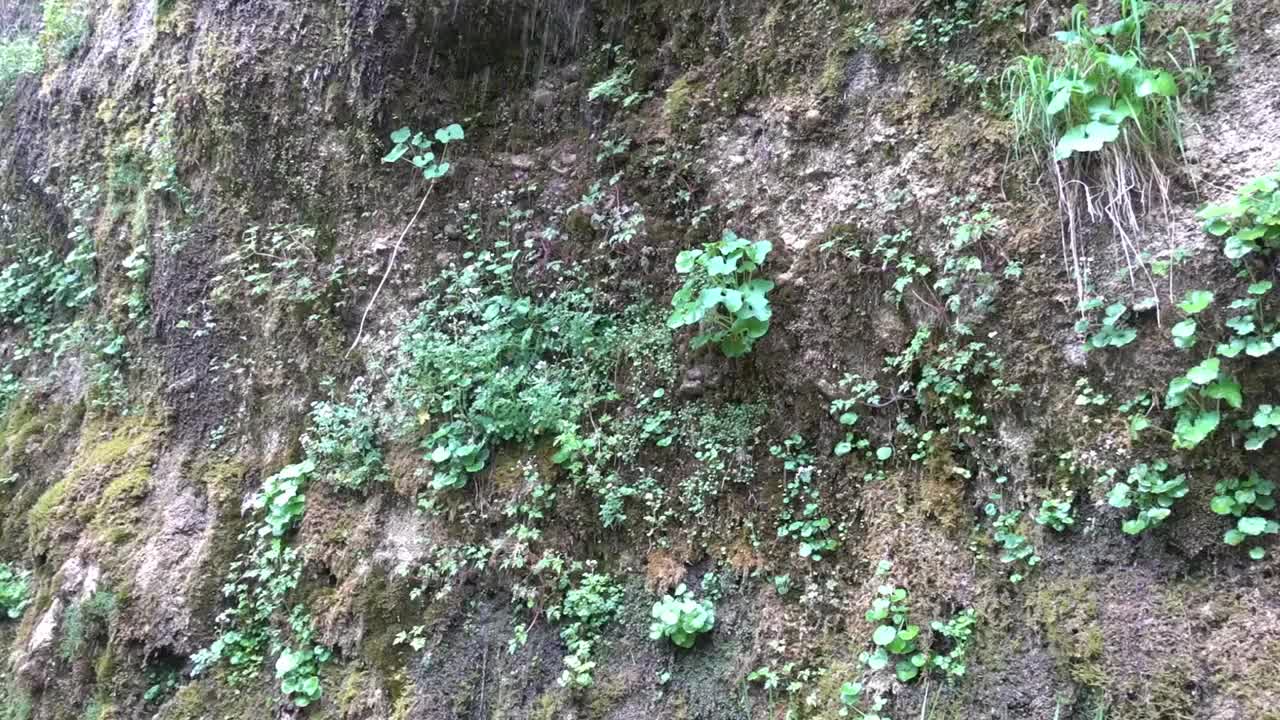 被称为rinnende mauer的悬垂砾岩墙有滴水视频素材