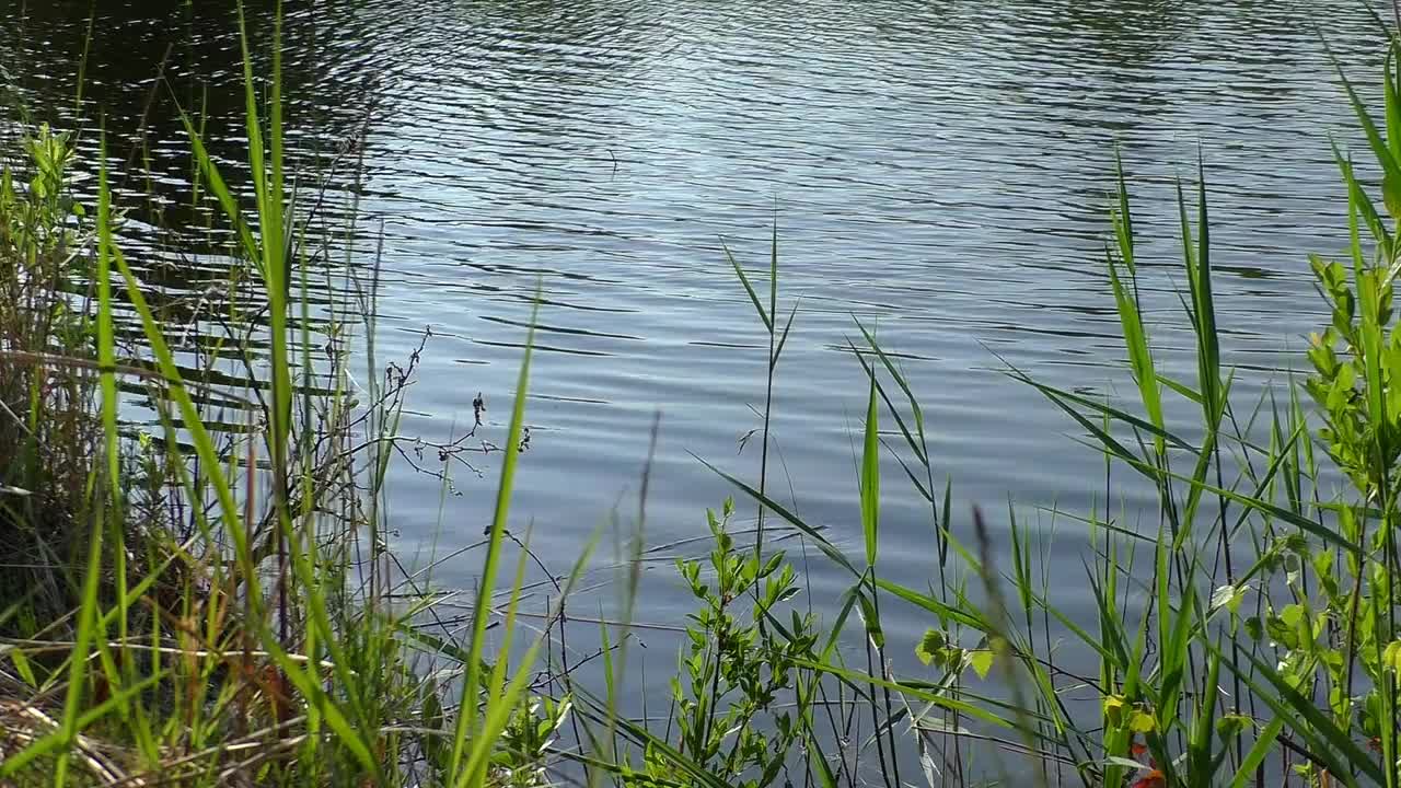 长满植被的湖岸。视频素材