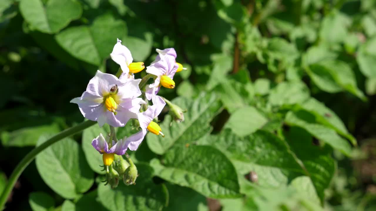 开花的马铃薯丛。马铃薯的园艺和种植。视频素材
