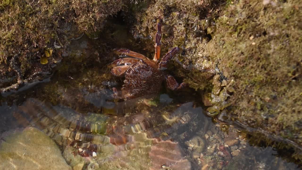 海面上的红海蟹视频素材