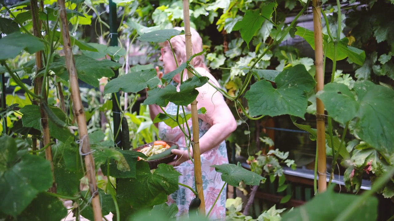 新鲜的有机蔬菜，直接从花园视频素材