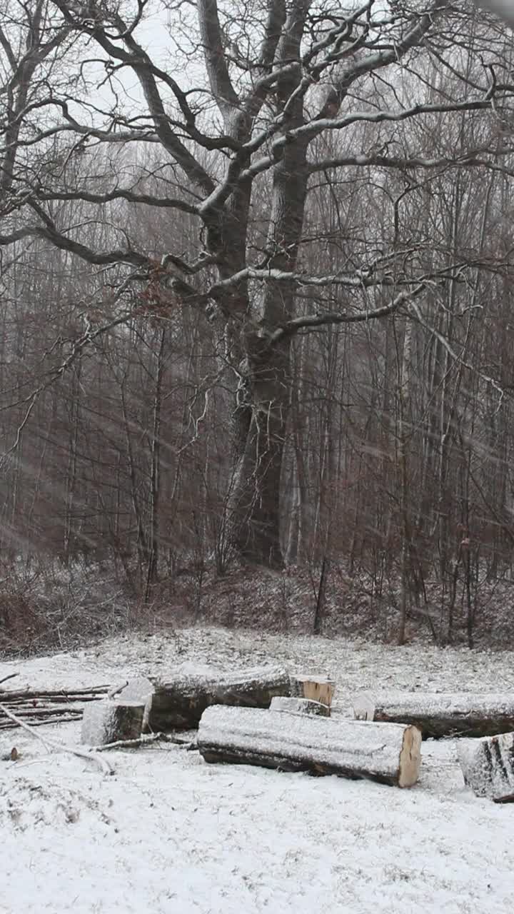 森林附近的降雪视频下载