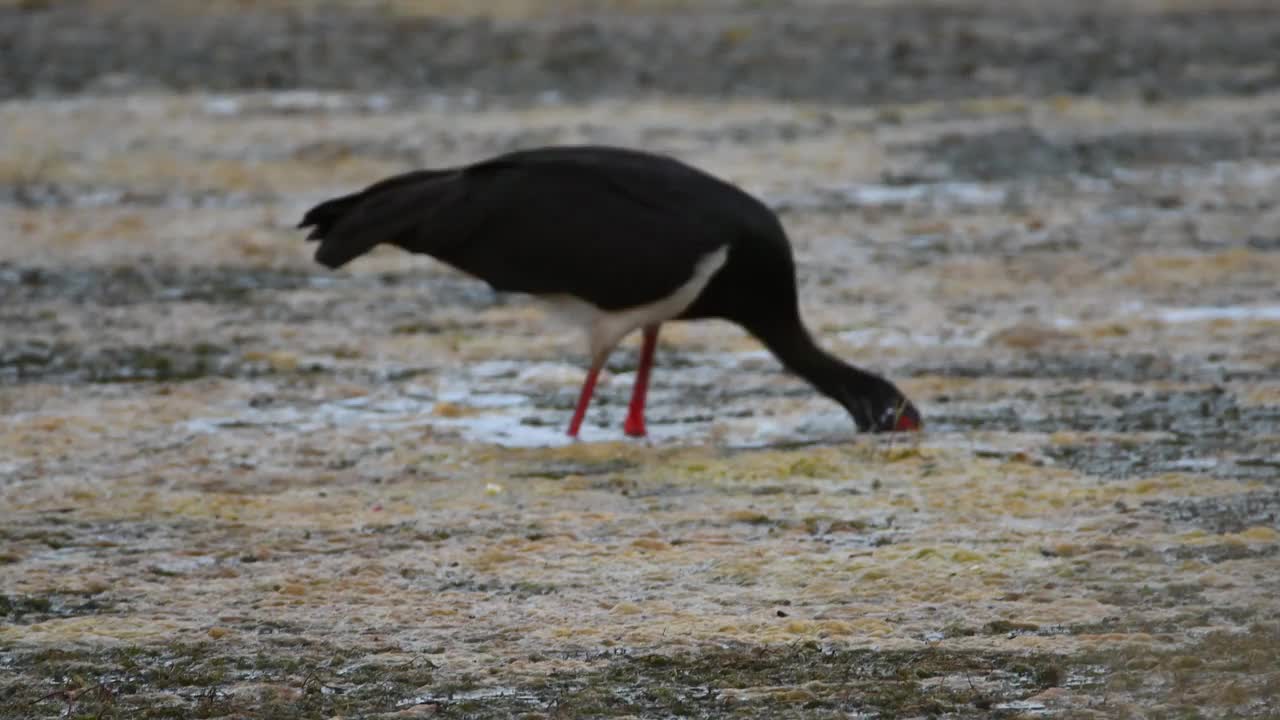 黑鹳(Ciconia nigra)视频素材