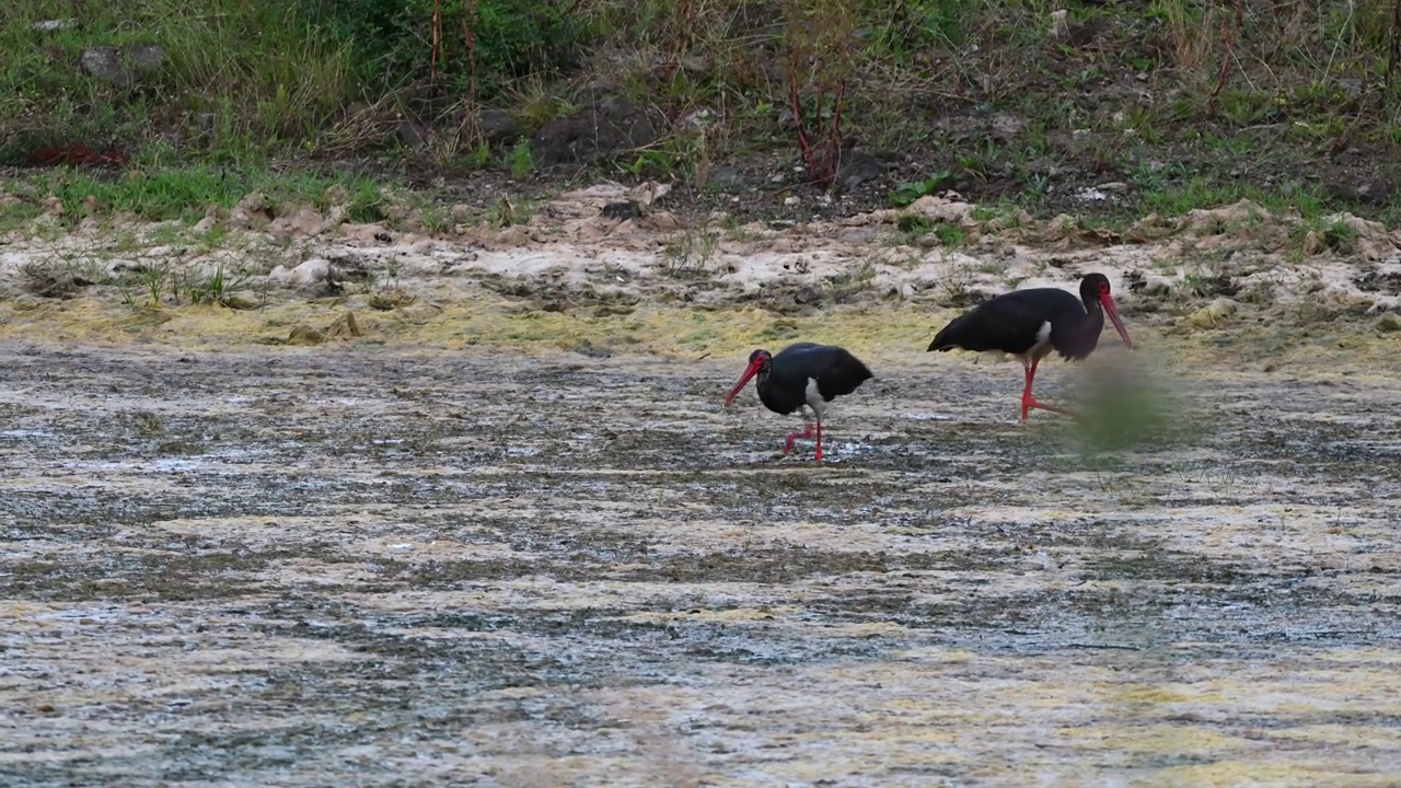 黑鹳(Ciconia nigra)视频素材