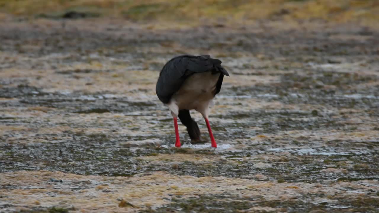 黑鹳(Ciconia nigra)视频素材