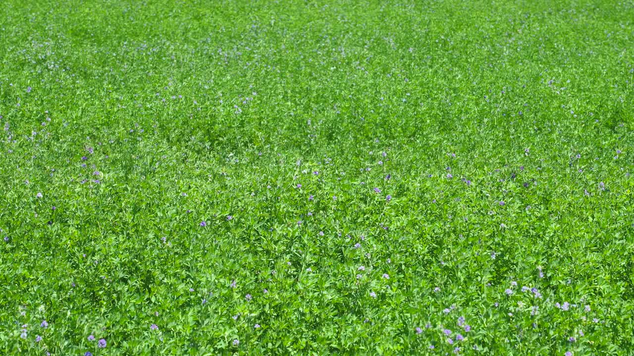 农场种植园视频素材