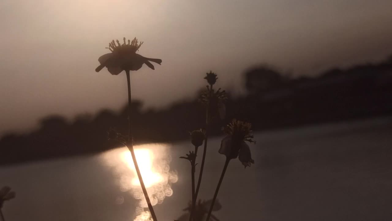 洋甘菊和日落视频素材