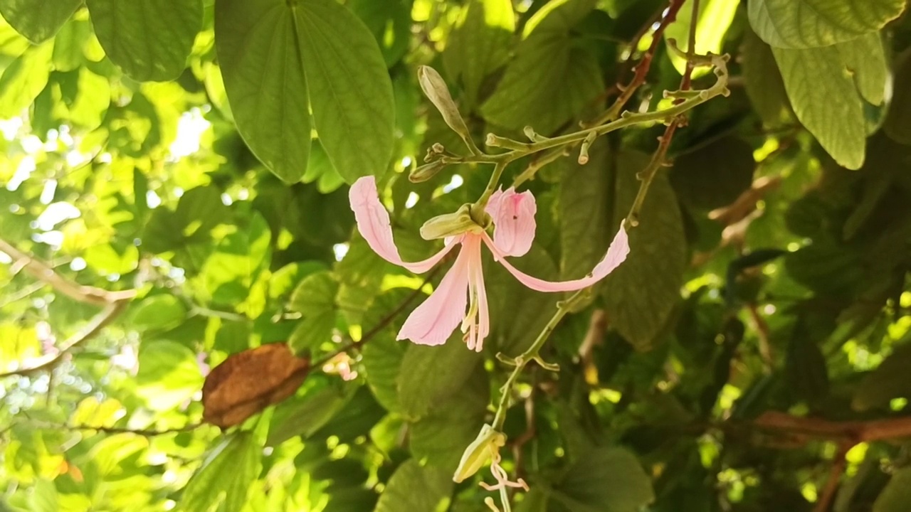 粉红色的花视频素材