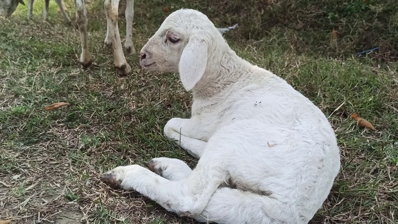 小山羊视频素材