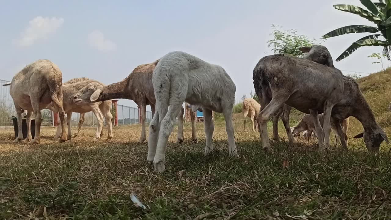 可爱的山羊视频素材