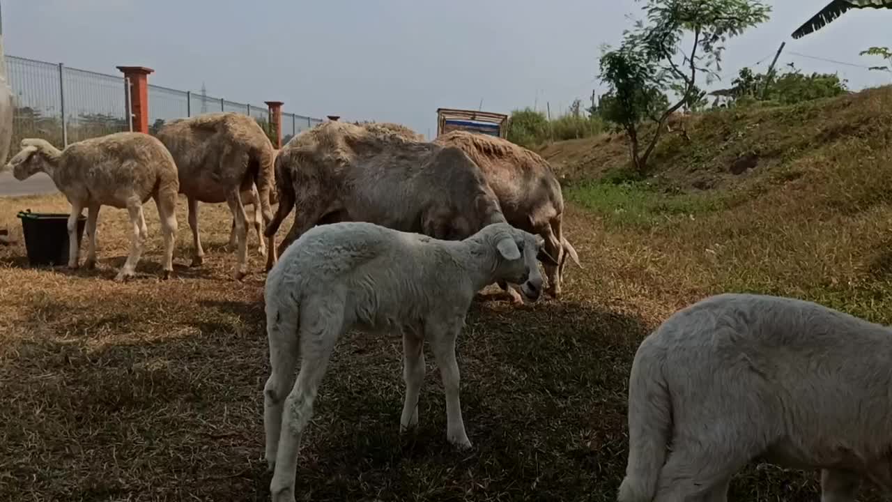 可爱的山羊视频素材