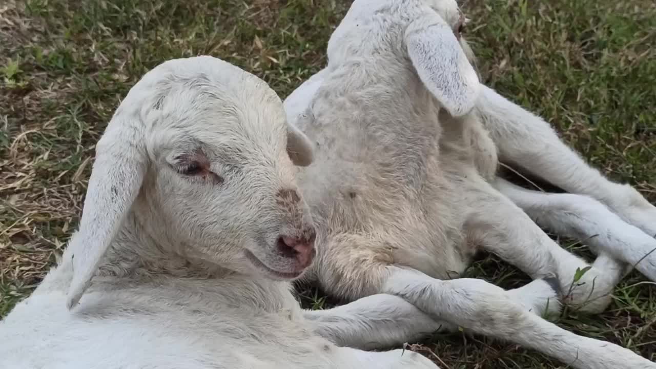 小山羊视频素材