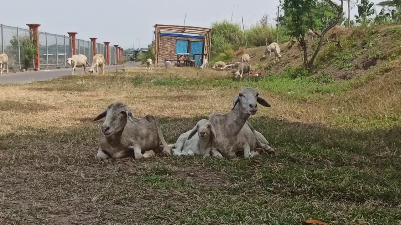 可爱的山羊视频素材