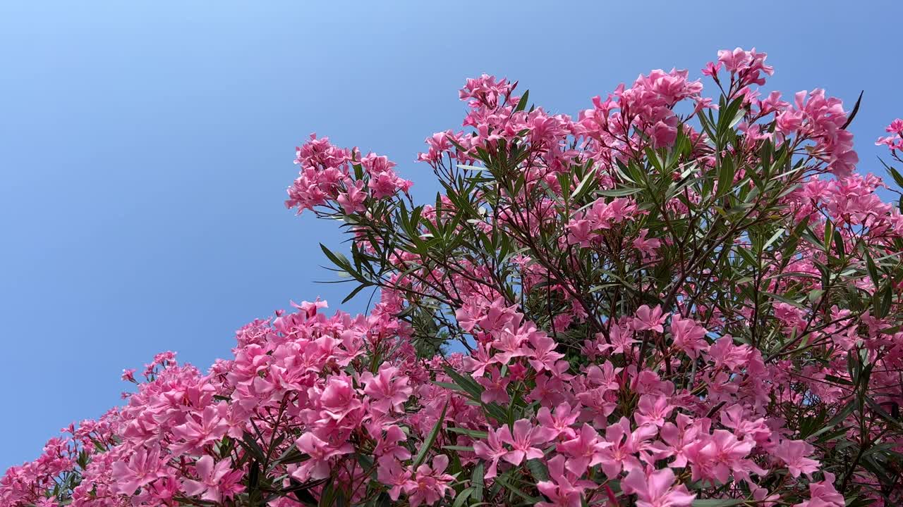 夹竹桃粉红色的花在蓝天上。视频素材