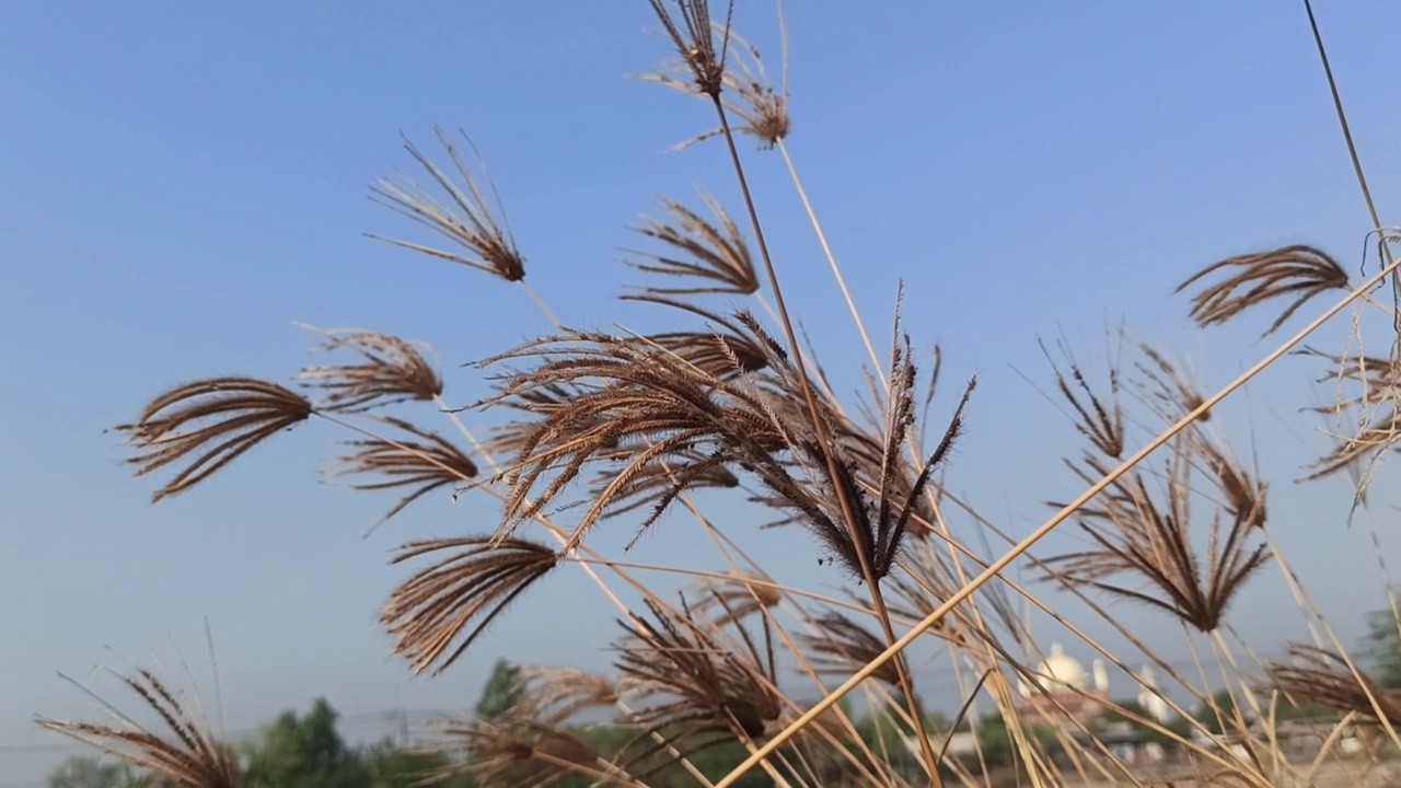 花视频素材