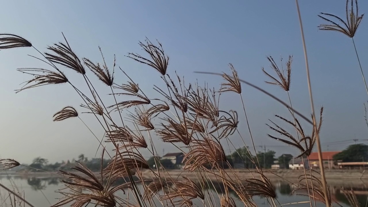 花视频素材