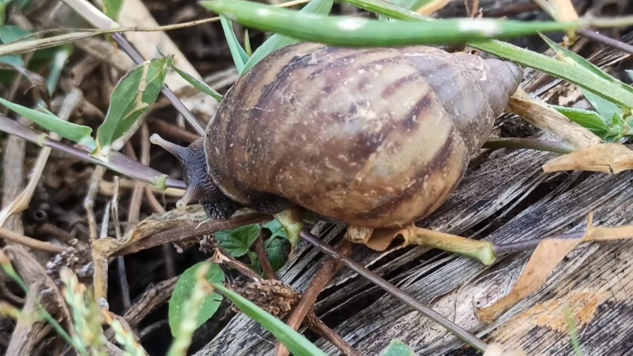 蜗牛视频素材