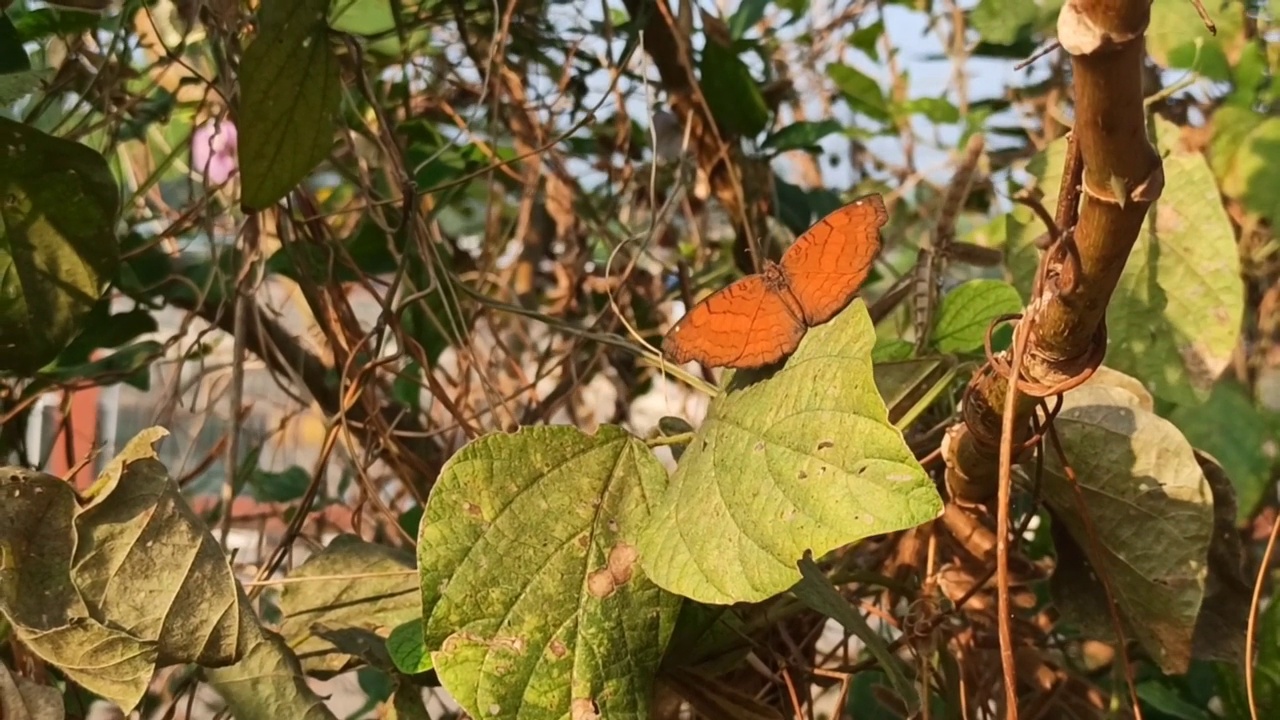 蝴蝶视频素材