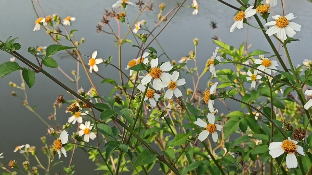 洋甘菊花卉视频素材